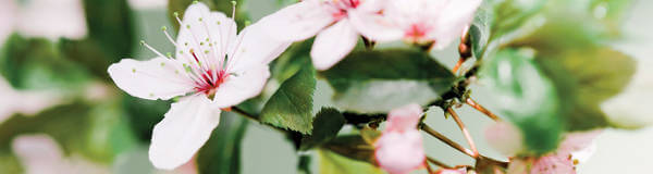 Säg det med en bukett - Hos Interflora är det enkelt