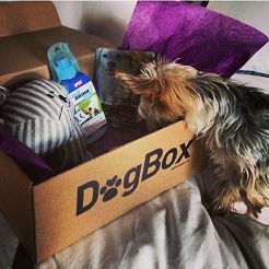 En låda fylld med roliga grejer för hunden